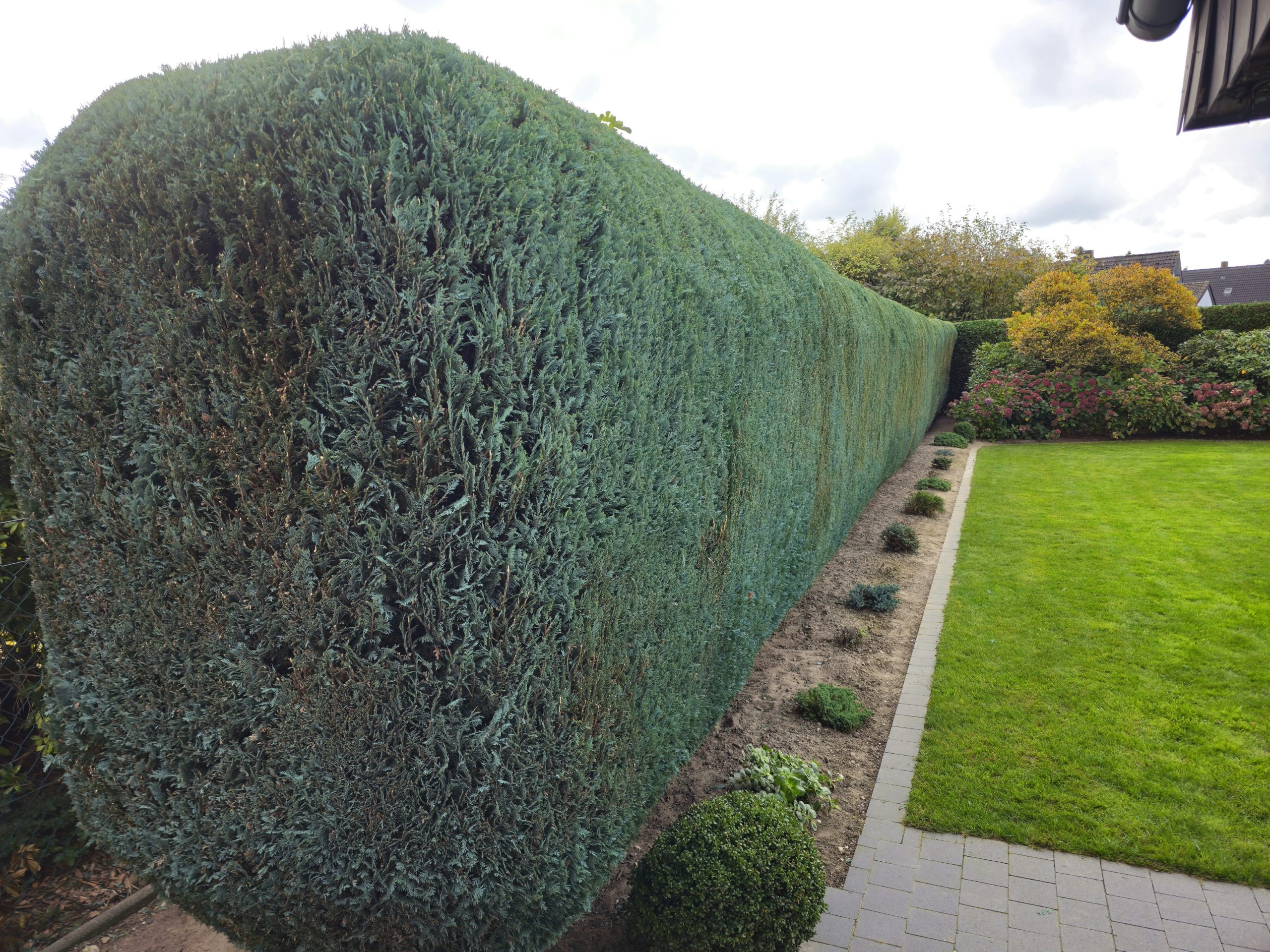 Hecken &amp; Sträucher
